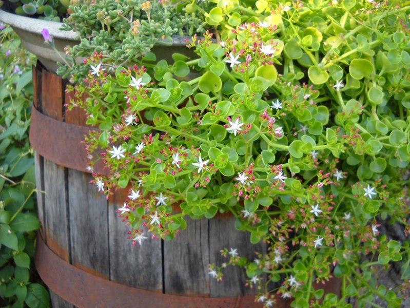 Crassula lasta