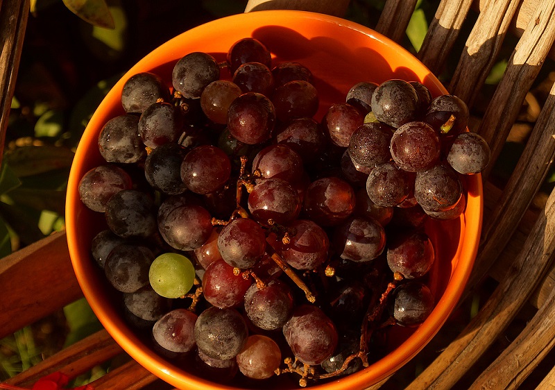 uvas seleccionadas