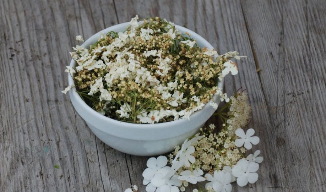 Keite viburnum kukista