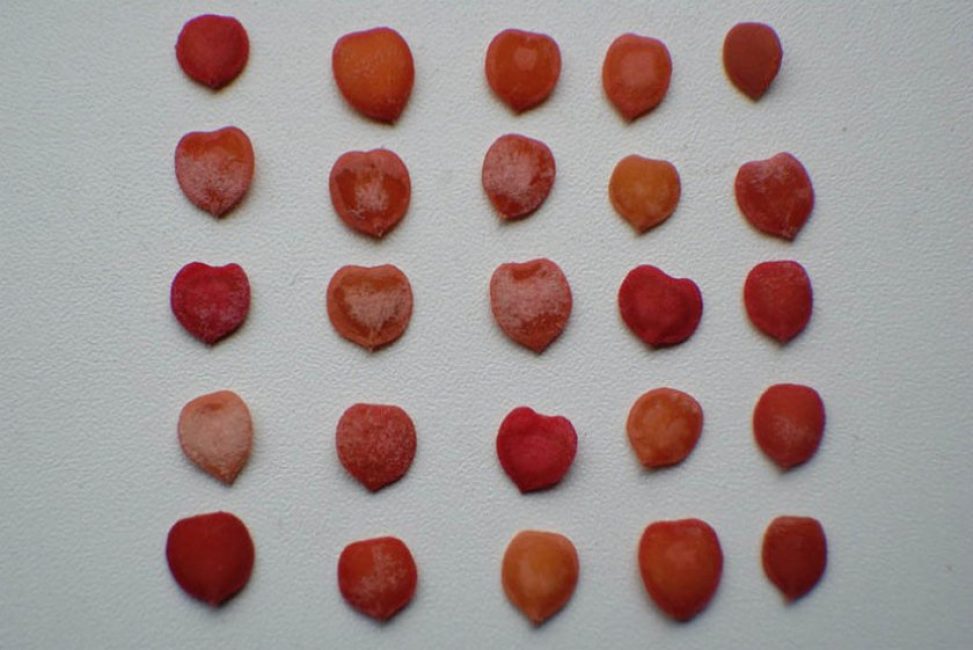 Berry Kalina Red: ja sen hyödylliset ominaisuudet ja vasta-aiheet, 10 kansanreseptiä