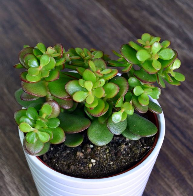 Crassula Oval (alaikäinen)