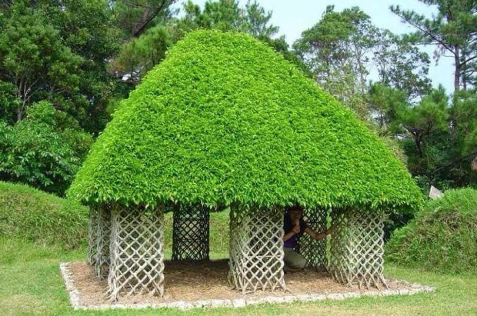 Ficus Benjamin'den çardak