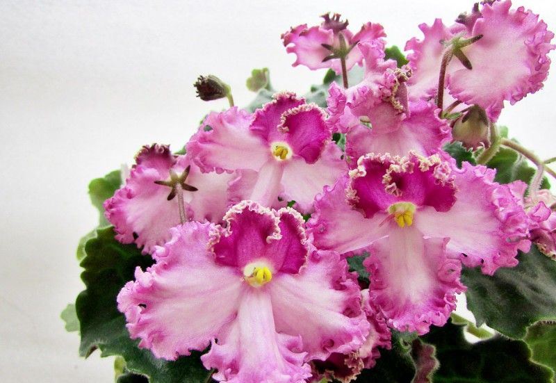 Violeta: descripció (80+ fotos), varietats, cura i reproducció a casa + Ressenyes