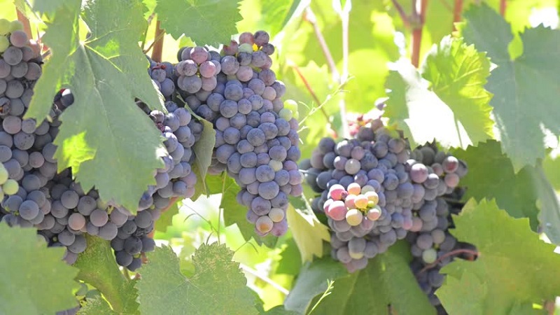 uvas isabela