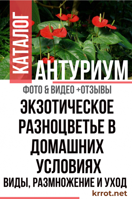 anthurium a casa