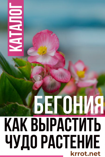 μπιγκόνια + στο σπίτι