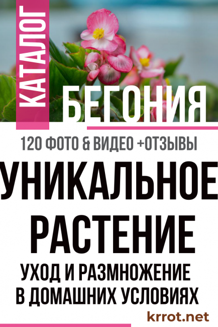 Begonia στο σπίτι