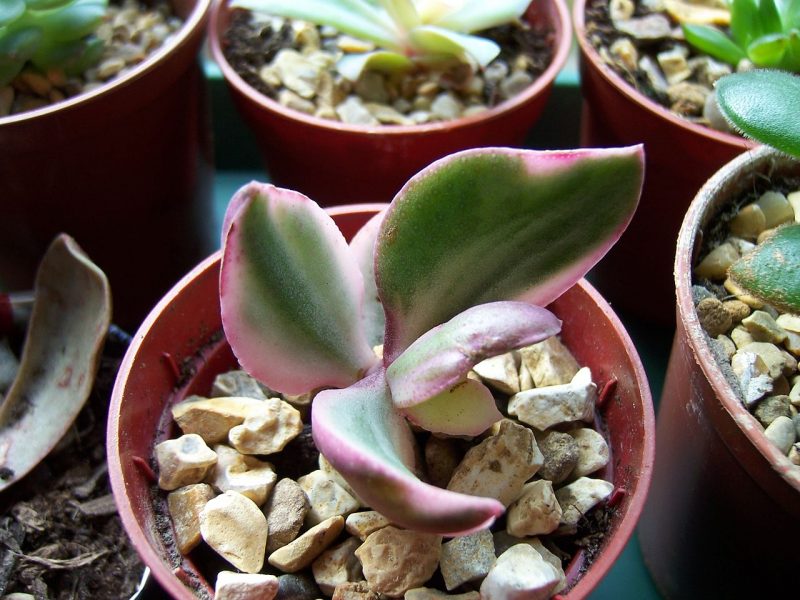 crassula tricolor