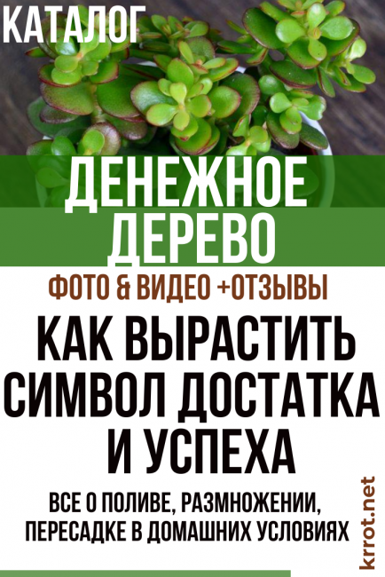Rahapuu (lihava nainen)