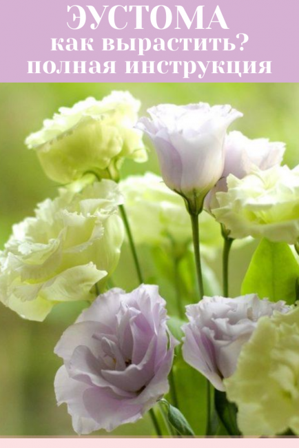 Eustoma - Nasıl yetiştirilir?