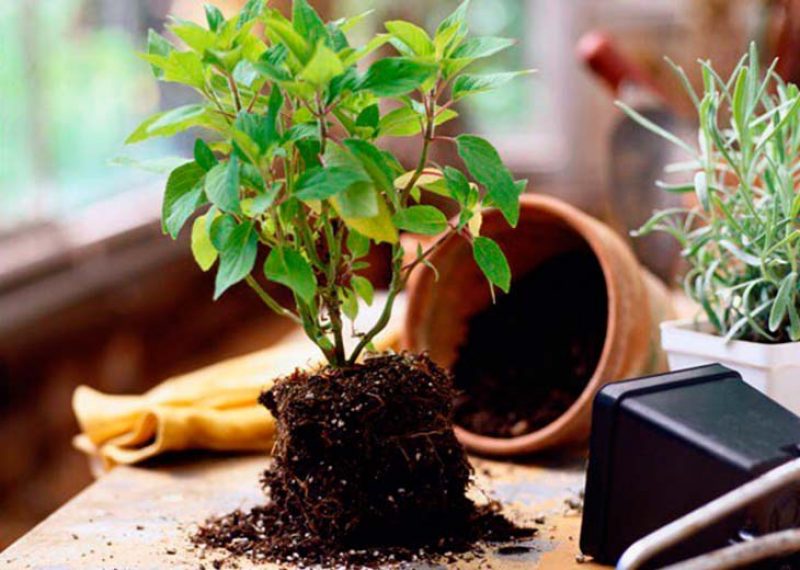 ficus nakli