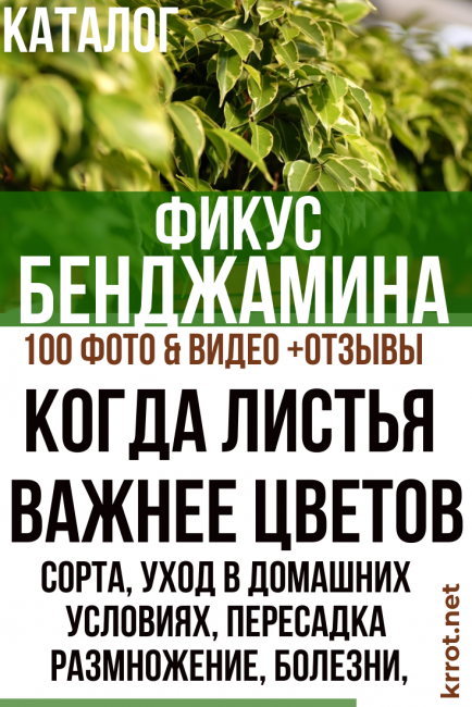Ficus Benjamin evde