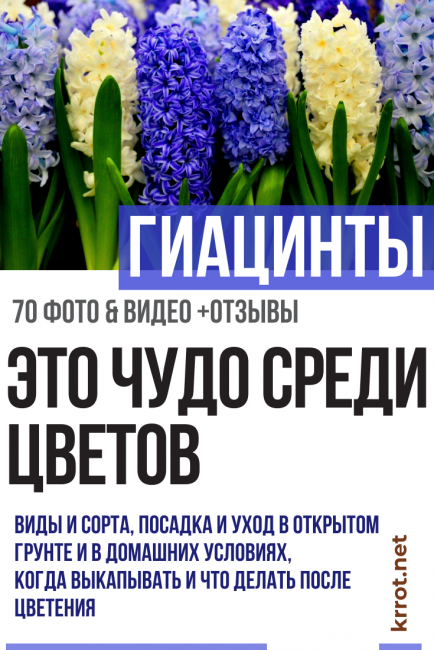 зюмбюли