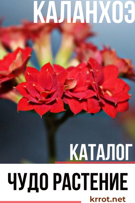Каланхое у дома