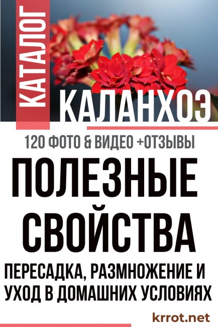 Каланхое у дома