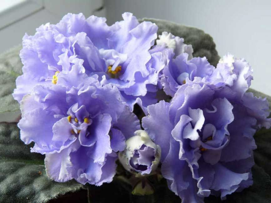 Violeta: descripció (80+ fotos), varietats, cura i reproducció a casa + Ressenyes