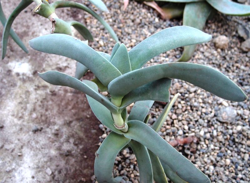Crassula-sirppi