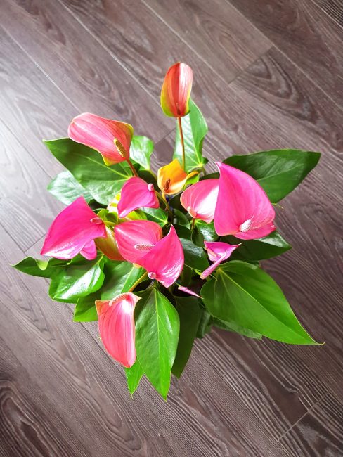 anthurium