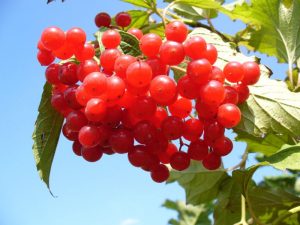 Berry Kalina Red: ja sen hyödylliset ominaisuudet ja vasta-aiheet, 10 kansanreseptiä