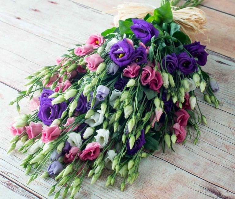 Eustoma muhteşem buketler yapar