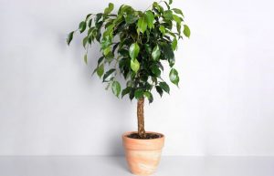 Ficus Benjamin (100 Φωτογραφίες) - φροντίδα στο σπίτι, ποικιλίες, αναπαραγωγή, μεταμόσχευση, ασθένεια (Βίντεο) + Κριτικές
