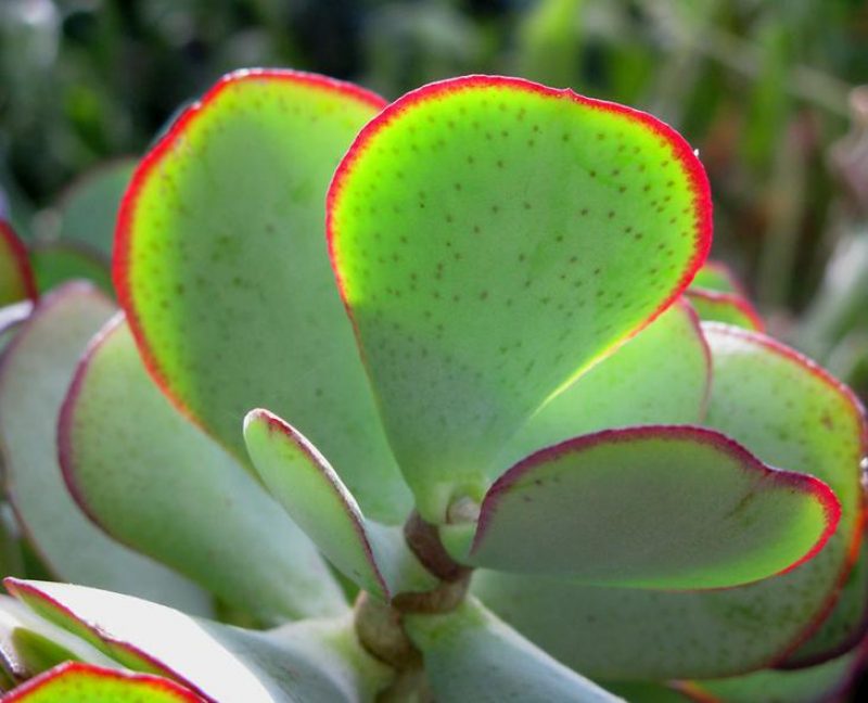 Crassula minor
