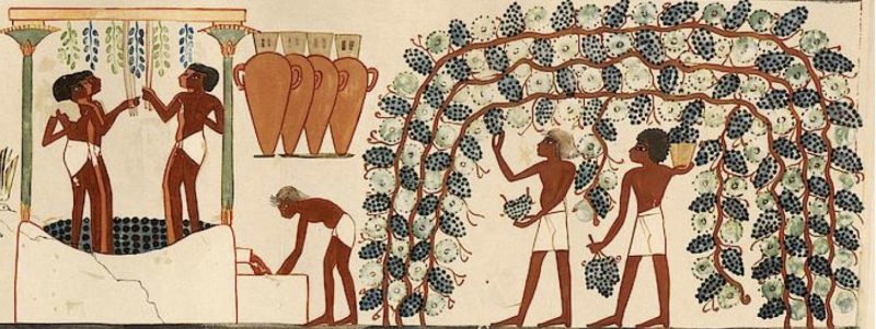 historia de la vinificación