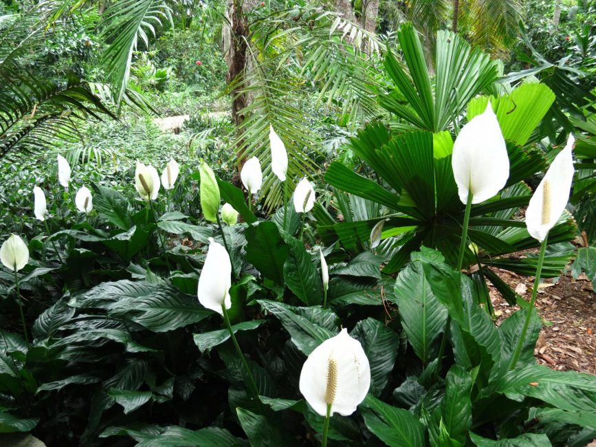 Spathiphyllum luonnollisessa elinympäristössään