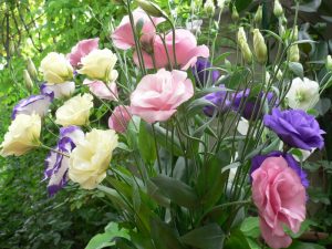 Eustoma çiçeği (Lisianthus) (100 Fotoğraf) - evde dikim ve bakım. Bahçenizde alışılmadık bir bitki + Yorumlar