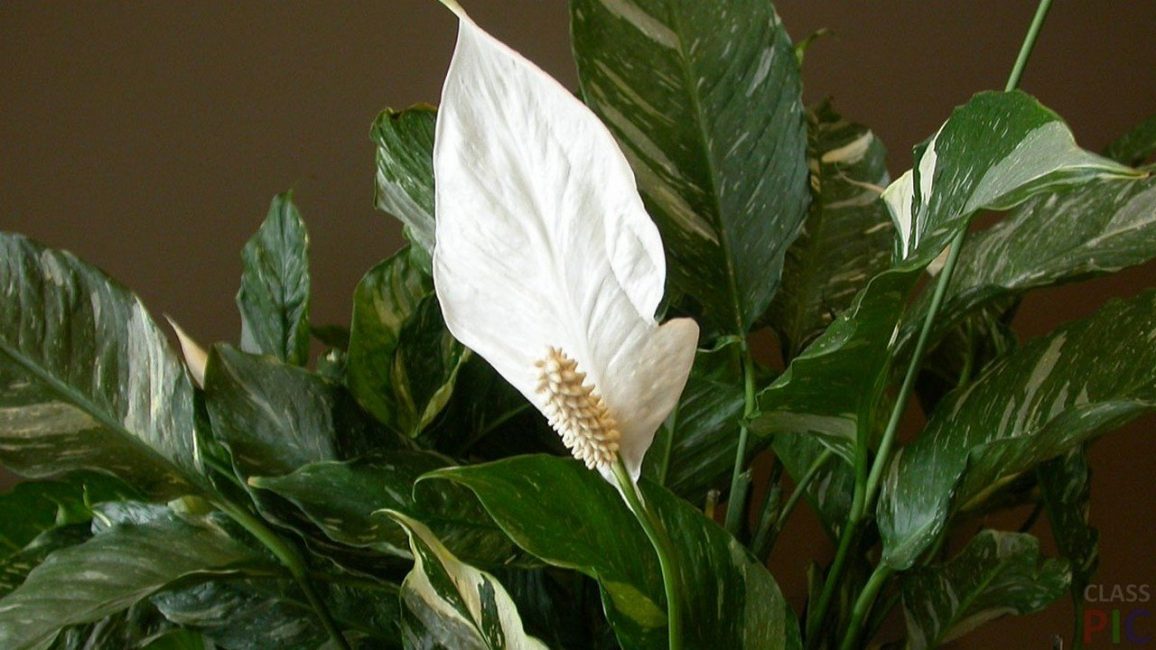 spathiphyllum-kukinto