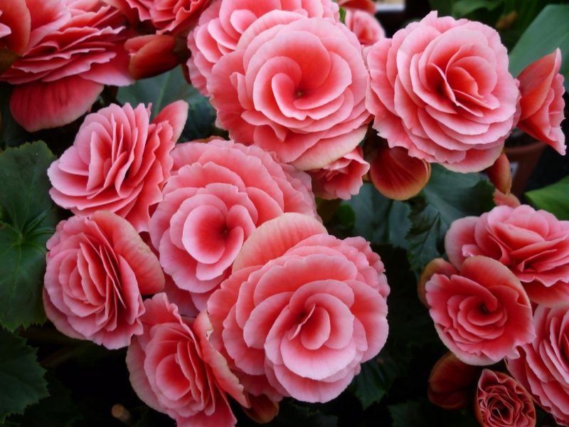Begonia - όχι χειρότερο από τριαντάφυλλα