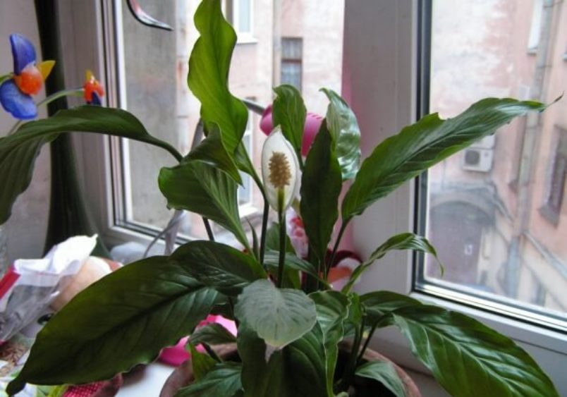 Spathiphyllum varjostetulla ikkunalaudalla