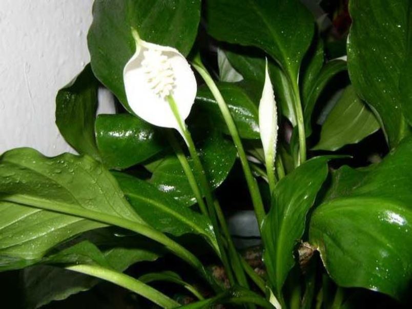 Spathiphyllum korkean kosteuden olosuhteissa