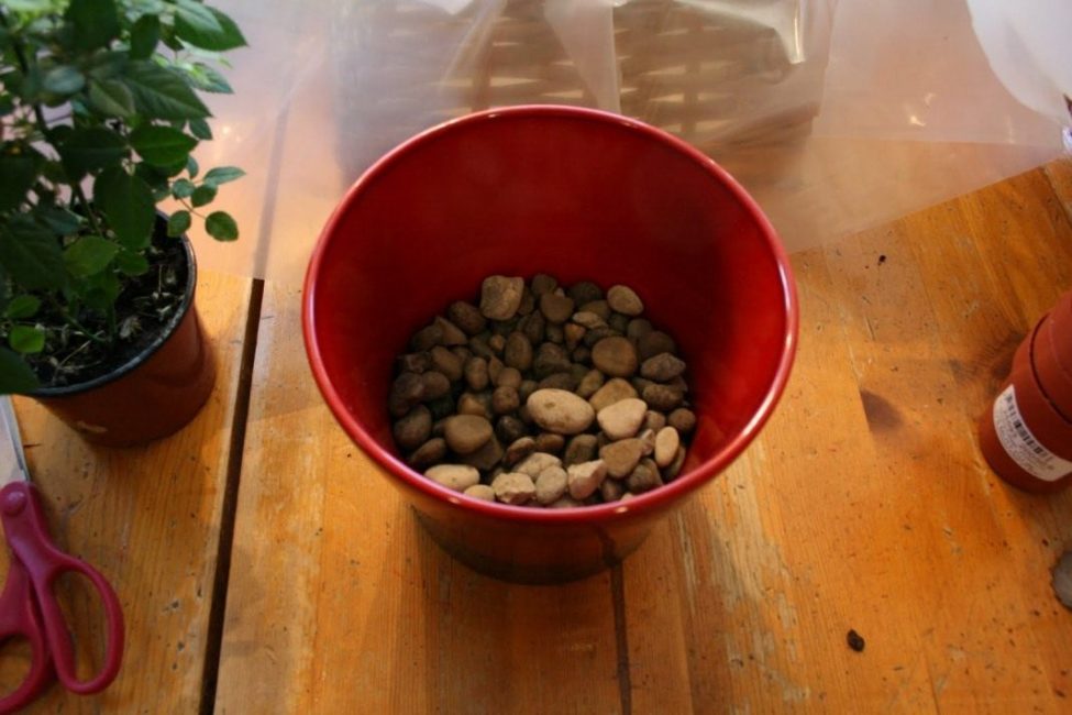 Viemäröinti spathiphyllumille