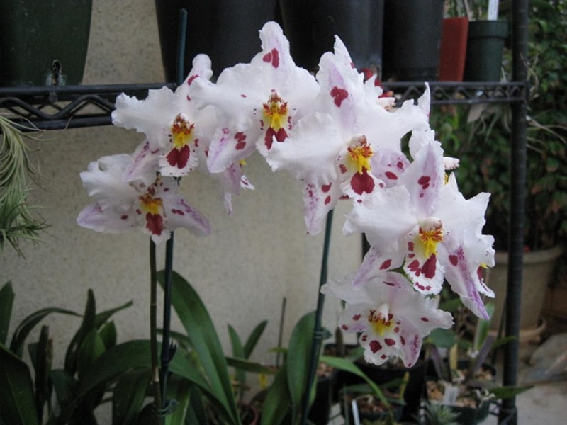 Орхидеи odontoglossum