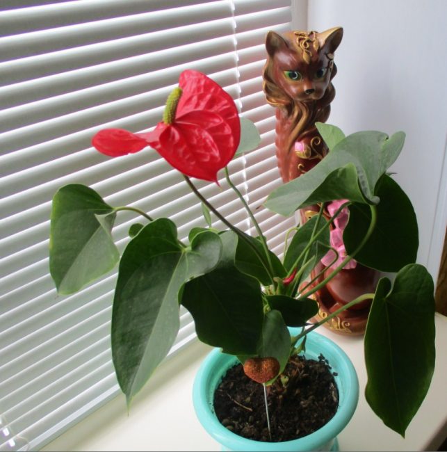 Anthurium a l'ampit de la finestra amb ombrejat