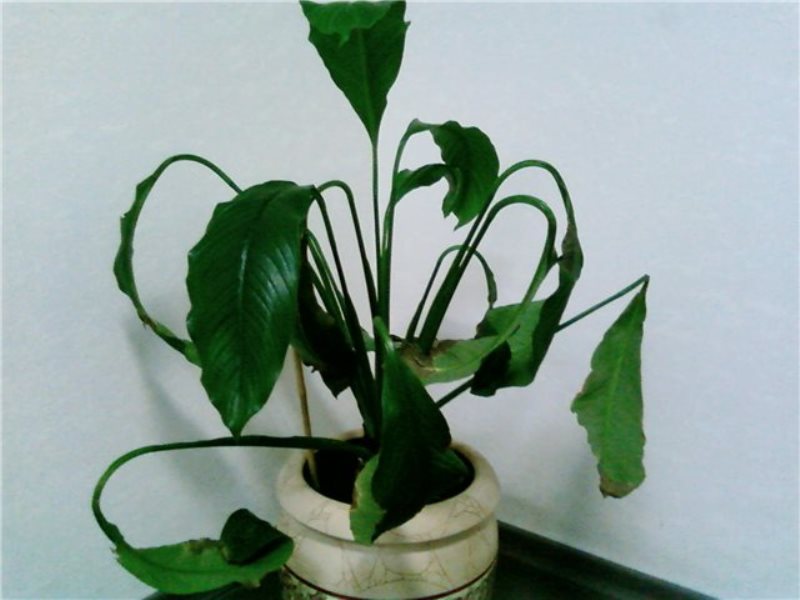 Kuihtuneet spathiphyllum-lehdet osoittavat kastelun tarpeen