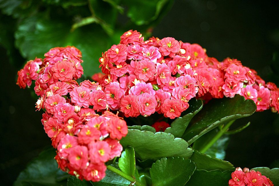 durant la floració de Kalanchoe