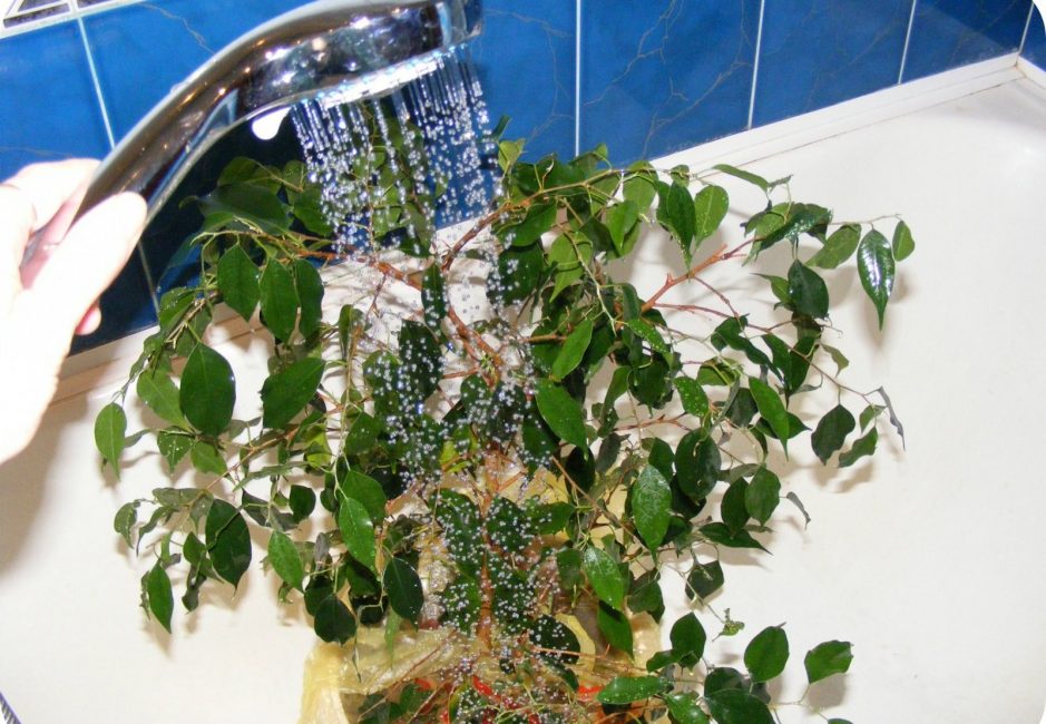 Duşlu ficus sulama