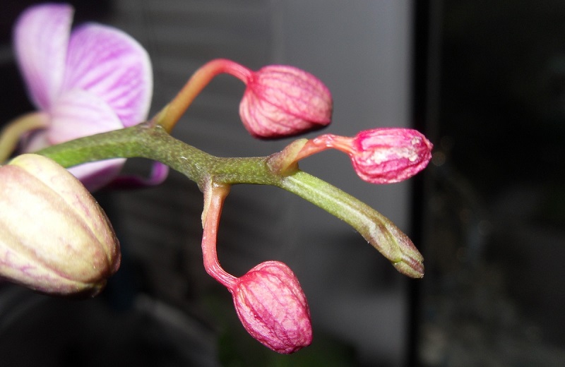 Млада пъпка Phalaenopsis