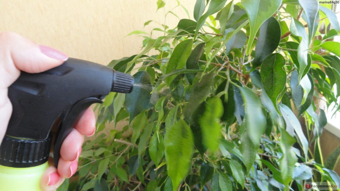 Hava nemini sağlamak için ficus püskürtme