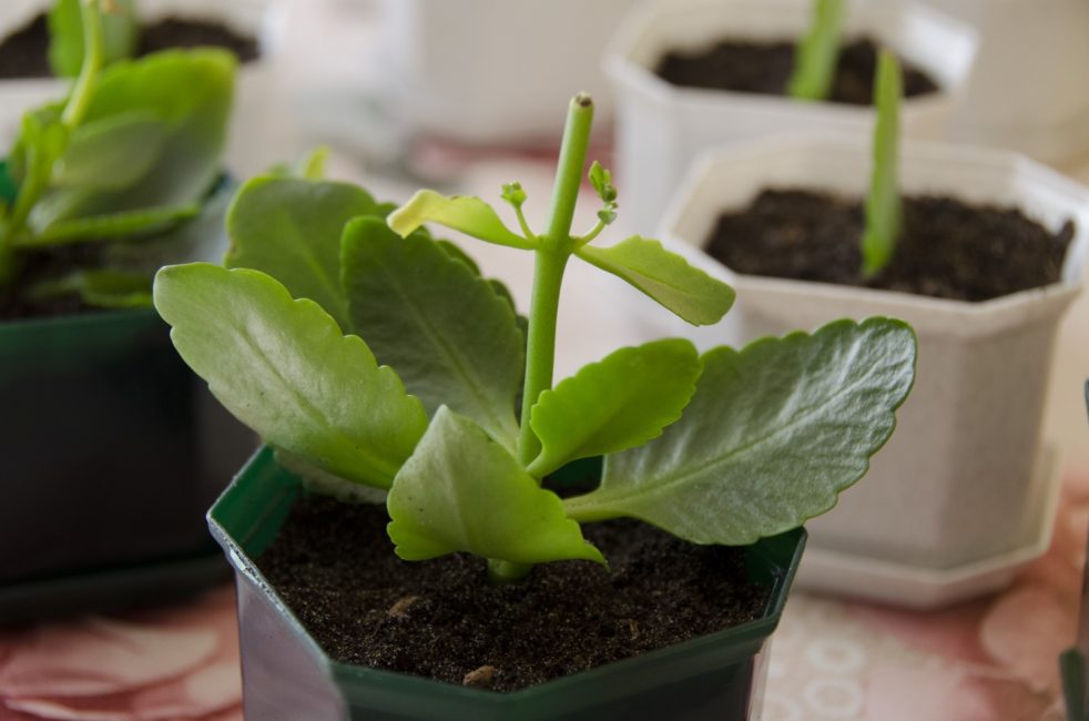 Kalanchoe després de la poda