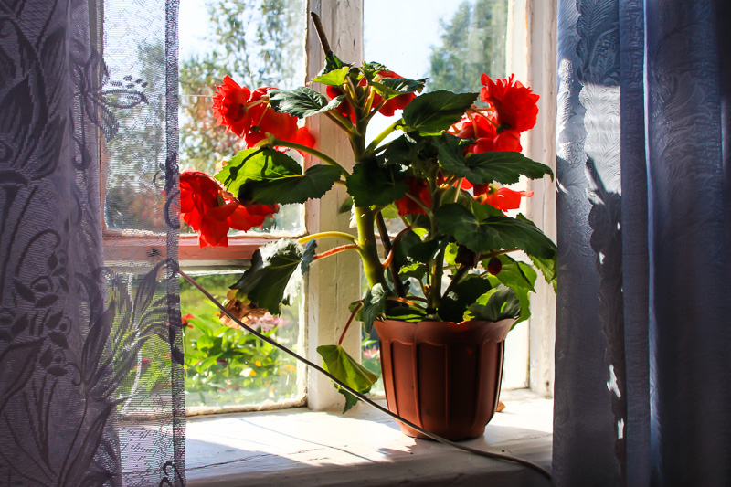 Begonia σε ένα σκιερό περβάζι