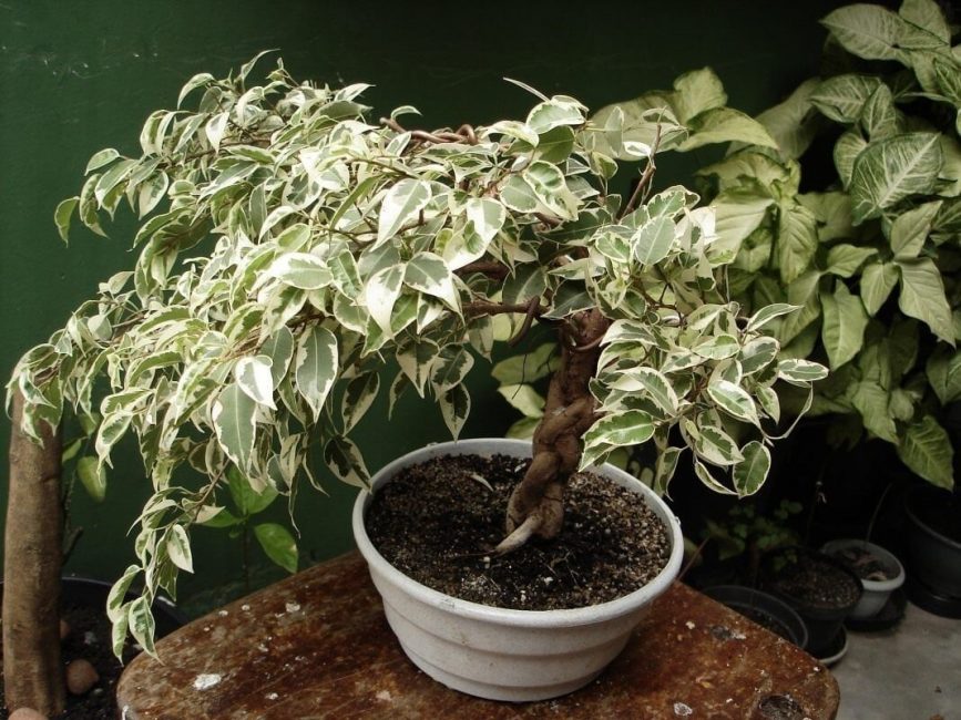 Üç ficus sapı örgüsü