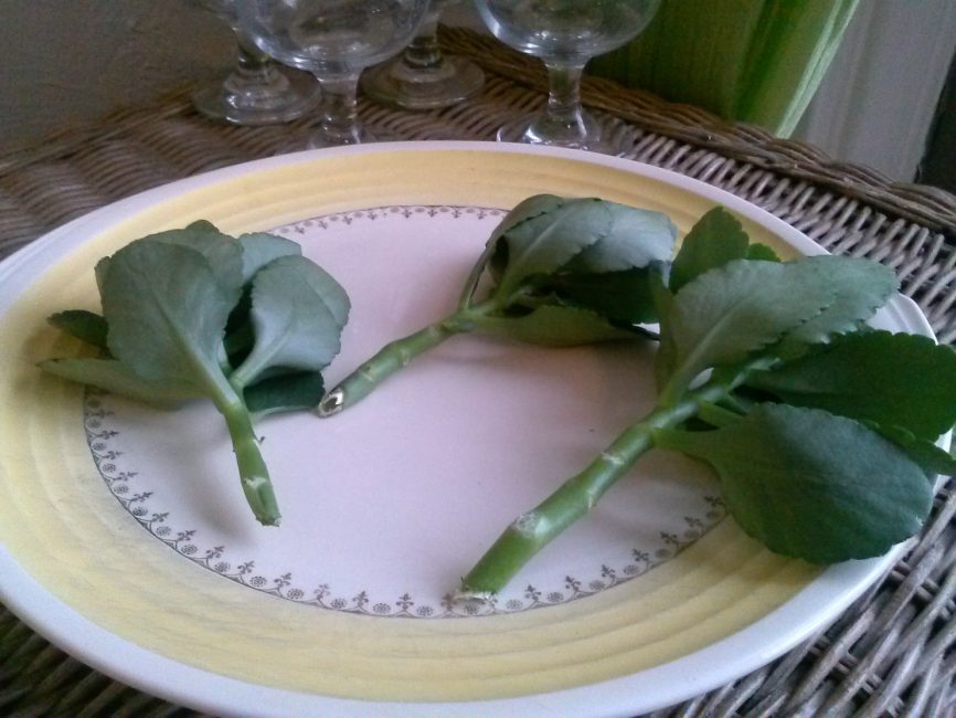 Esqueixos secs de Kalanchoe
