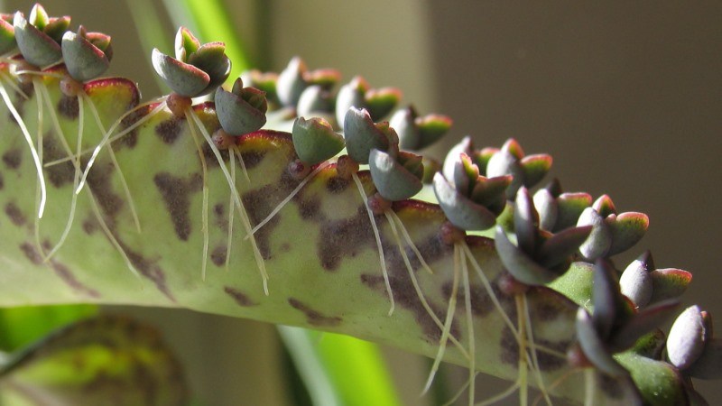 Fills o brots de cria de Kalanchoe pinnat amb arrels desenvolupades