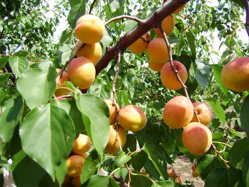 кайсия Шалах