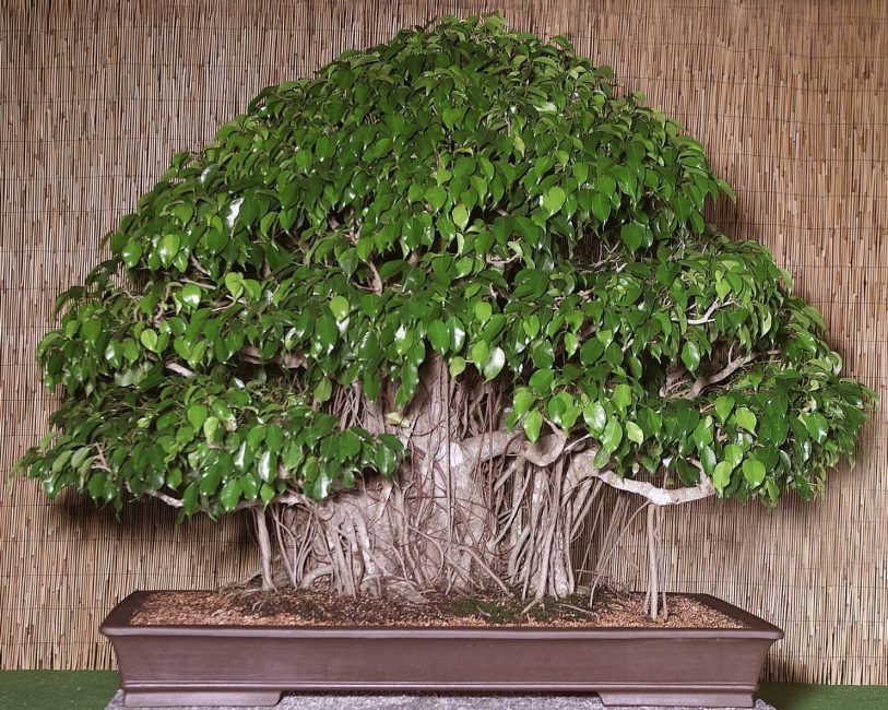 Bonsai kifu tarzında (orta boy) yetiştirilen Ficus Benjamina.