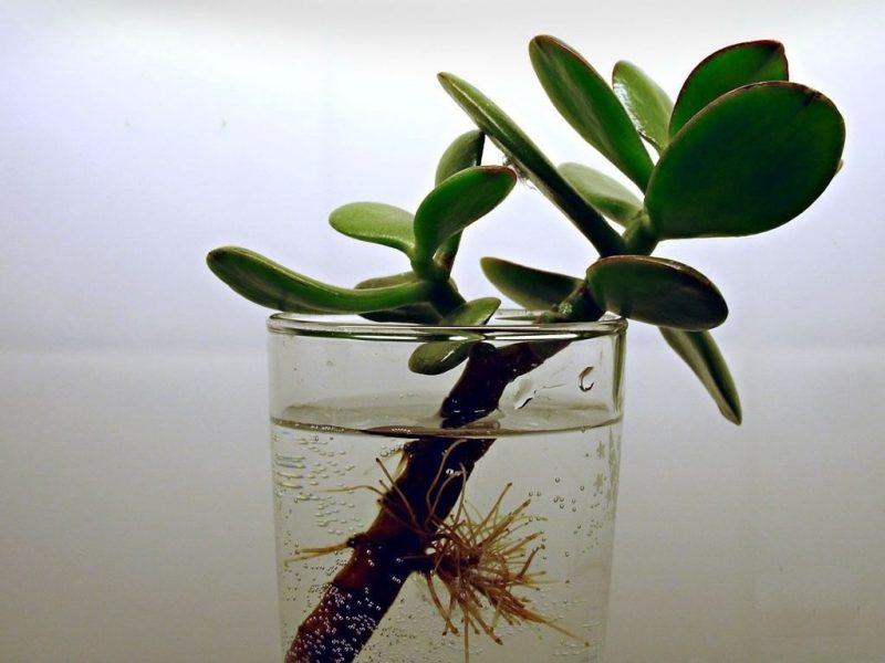 Crassula-varsi lasissa