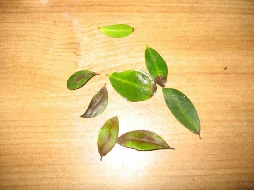 Ficus beslenmemesi nedeniyle düşen yapraklar